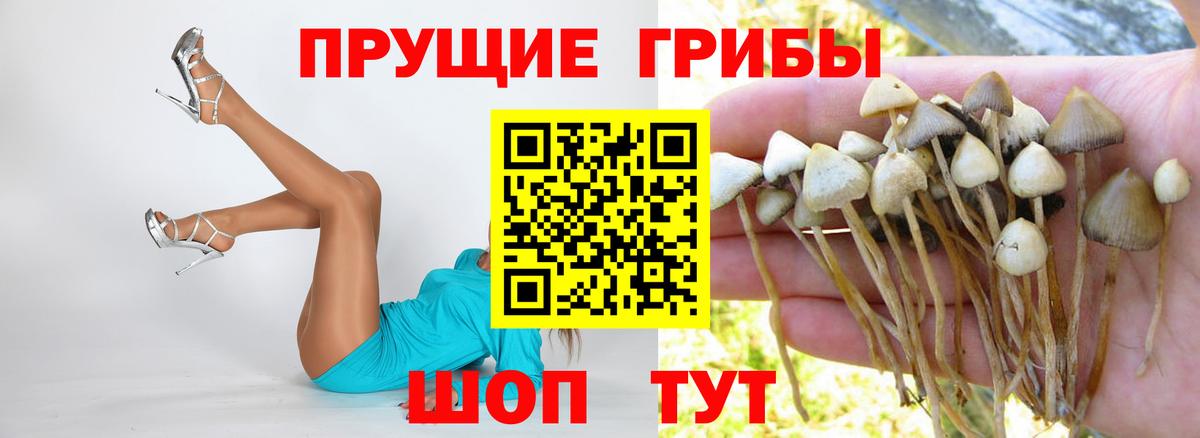 Галлюциногенные грибы Psilocybe Ярцево
